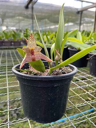 Bulbophyllum (Facetum x Dearei) x Bicolor - Adulto