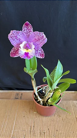 Cattleya Cruzeiro do Sul - Adulta