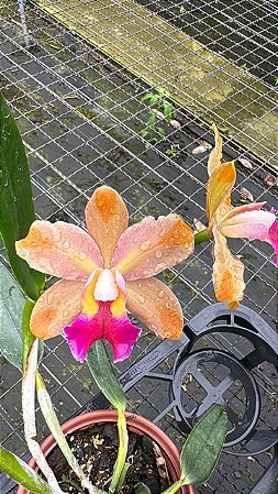 Blc.(Chinese Bronze x Nobile's Confetti) - Adulta