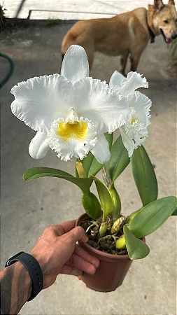 Cattleya (Francis T. C. Au x SnowBall) - Adulta