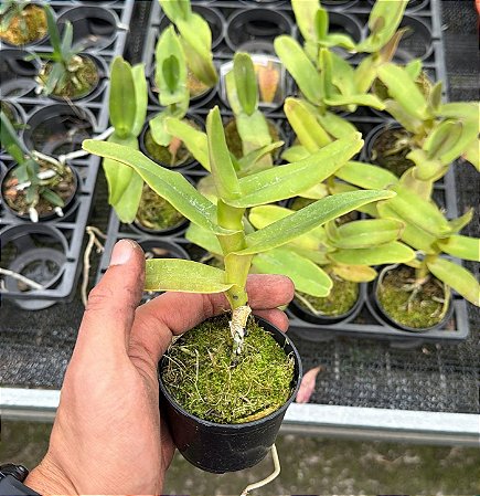 Robiquetia Cerina Amarela - Tamanho 3