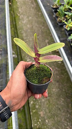 Robiquetia Cerina Vermelha - Tamanho 3
