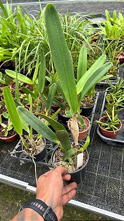 Laelia Purpurata Carnea - Pre Adulta