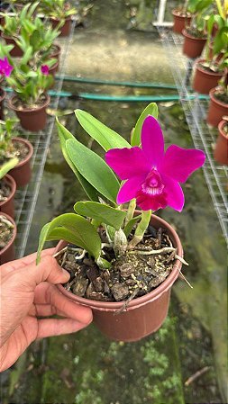 Cattleya Isabelle Stone - Adulta