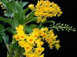 Dendrobium Chrysotoxum - Adulto