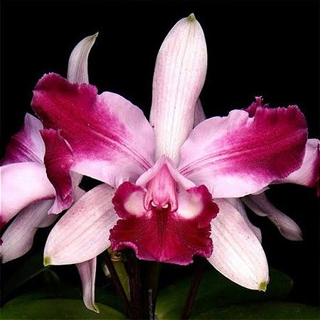 Cattleya Intermedia Vinicolor Flamea - Pre Adulta