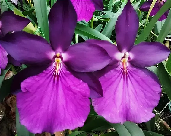 Miltonia Moreliana Tipo - Adulta