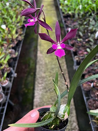 Encyclia x Stella - Adulta