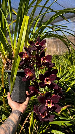 Cymbidium Kiwi Midnight - Adulta