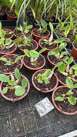 Dendrobium Speciosum - Tamanho 3