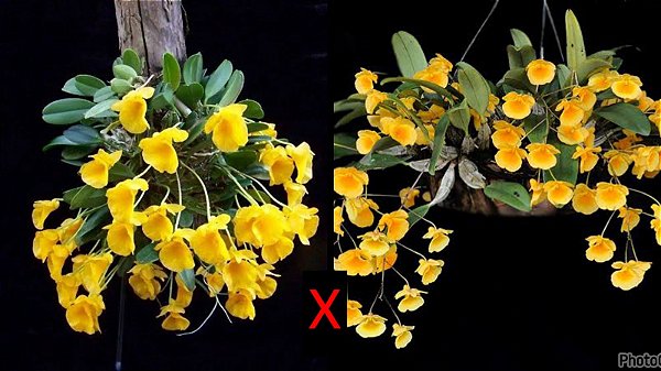 Dendrobium (Jenkinsii x Lindleyi Majus) - Pré Adulto