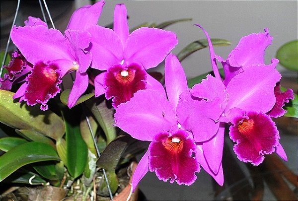 Cattleya Labiata Rubra - Tamanho 3
