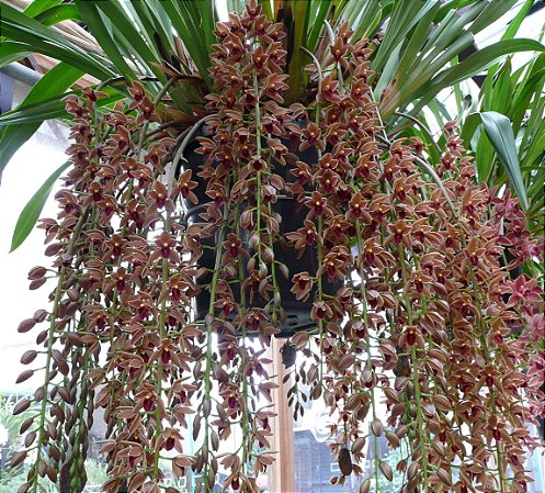 Cymbidium Cricket - Tamanho 3