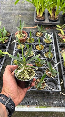 Angraecum Didieri - Pré Adulto