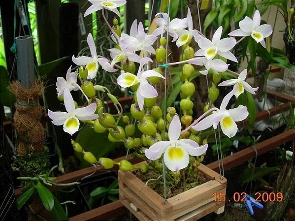 Dendrobium Findlayanum - Pre Adulto