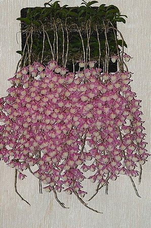 Dendrobium Pierardii - Pre Adulto