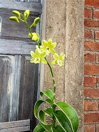 Dendrobium Burana Green 'Double Variegated' - Pre Adulta