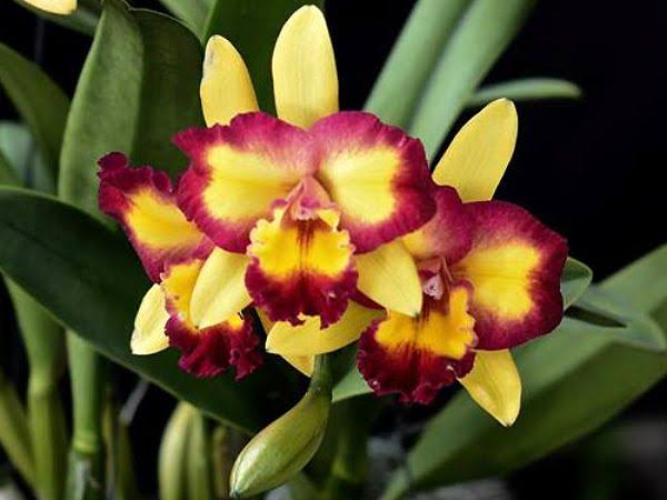 Blc. Shinshiang Diamond 'Tai Young' - Adulta