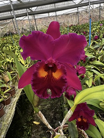 Blc. (Chia Lin "New City" X Sanyung Ruby) - Adulta