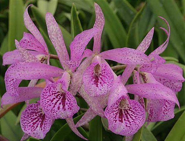 Bc. Maikai Mayumi - Adulta (cuia)