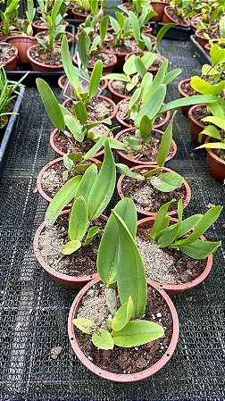 Cattleya Warneri - Pre Adulta (Cuia)