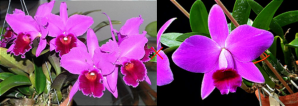 Cattleya (Labiata Rubra x Pumitans) - Tamanho 3 (Pote 10)