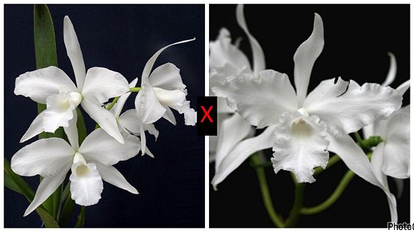 Laelia (Purpurata Alba x Lobata Alba) - Pré Adulta