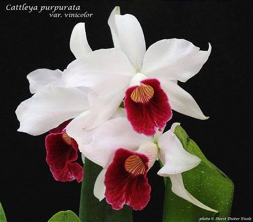 -PROMO- Laelia Purpurata Vinicolor - Adulta 416