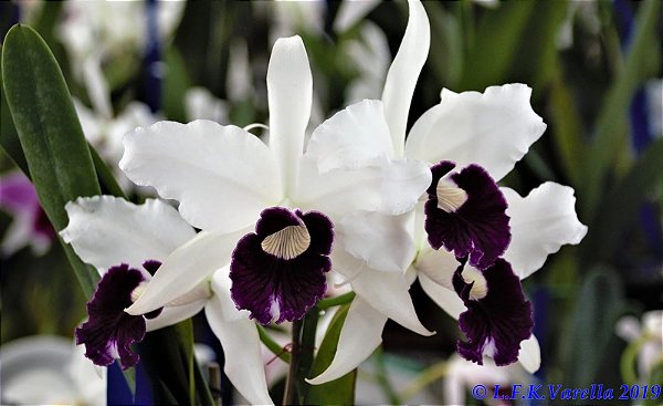 -PROMO- Laelia Purpurata Roxo Violeta - Adulta 419