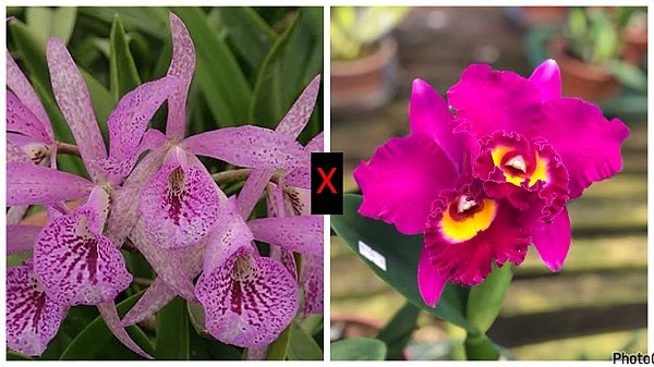 Blc. (Maikai Mayumi x Tiago Suzuki 'Sunlight') - Tamanho 3 (Exclusiva)
