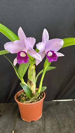 Cattleya Blue Boy 'Indigo Blue' - Adulta