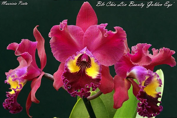 Blc. Chia Lin Beauty 'Golden Eye' - Adulta
