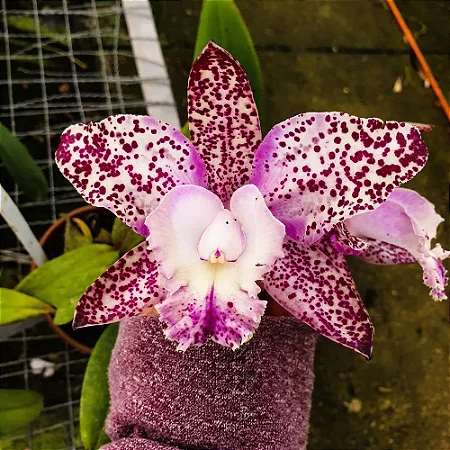Cattleya Marie Haga 'Freckles' - Adulta