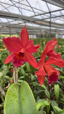 Slc. Mae Hawkins 'Miya' - Adulta