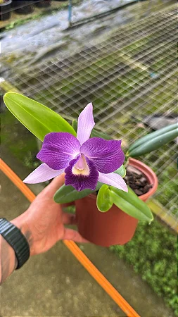 Lc. Nobile's Blue Sky - Adulta