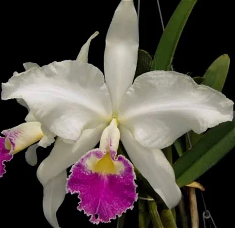 Cattleya Gigas Semi Alba Atropurpurea - Adulta