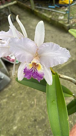 Cattleya Lueddemanniana Coerulea 2 - 3 Flores + Frente com Espata