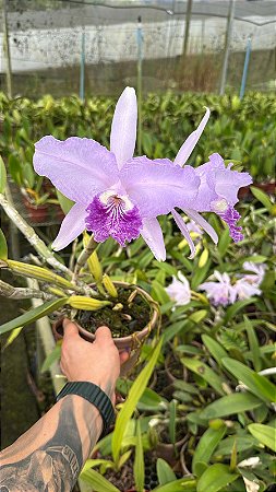 Cattleya Lueddemanniana Coerulea 3 - Bem Coerulea