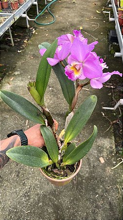 Blc. (William Farrel x Mini Song Petite) 1 - Cacho de Flores + Espata com Botao