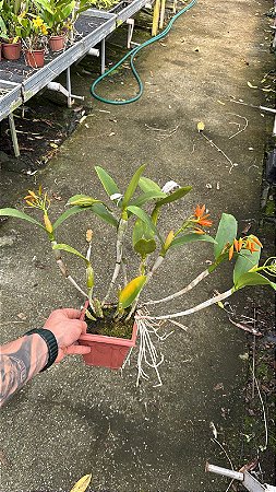Cattleya Aurantiaca Mishima Spots 2 -4  Frentes com Flores