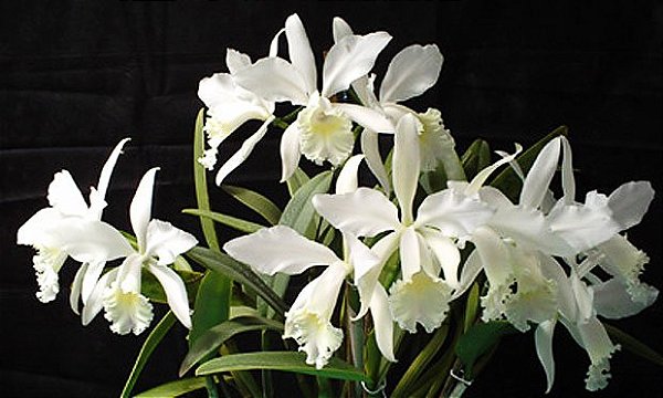 Cattleya Julio Conceicao - Tamanho 3