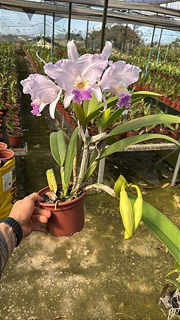 Cattleya Lueddemanniana Coerulea 1 - 3 Flores + 2 Frentes com Botoes