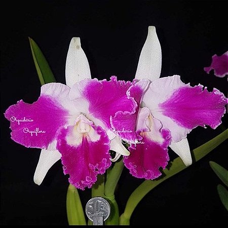Blc. Aqui Finn 'Nature Best' 6 - Espata com Botao