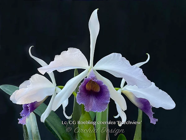 Cattleya Gaskeliana Coerulea x Purpurata Werkhauseri Coerulea 1 - Vegetal