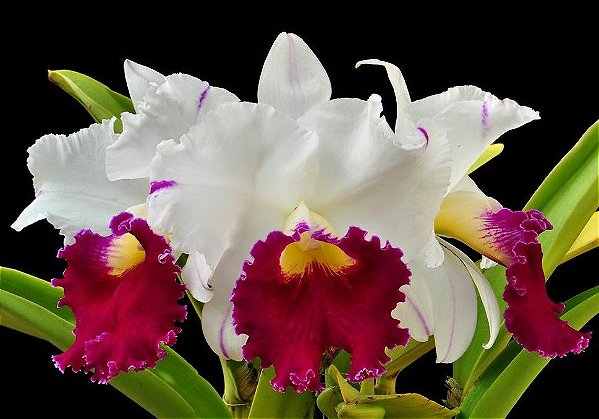 Lc. Chyong Guu Swan 'Ruby Lip' 1 - Vegetal 2 Brotacoes