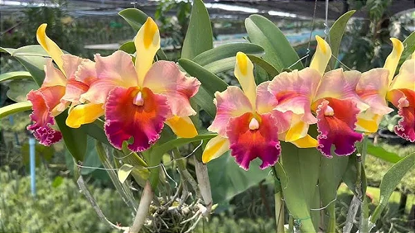Blc. Amazing Thailand 'Gold Star' 1 - 2 Espatas com botoes