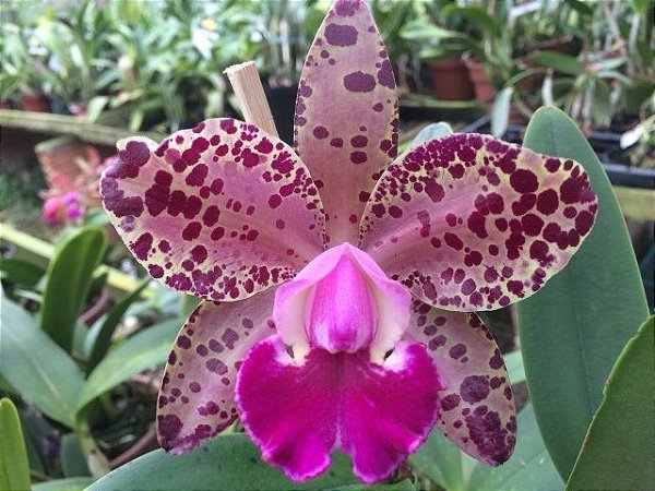 Blc. Big spot's - Botoes