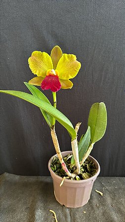 Blc. Red Gold 3 - Florida