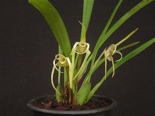 Maxillaria Bradei - Pre Adulta
