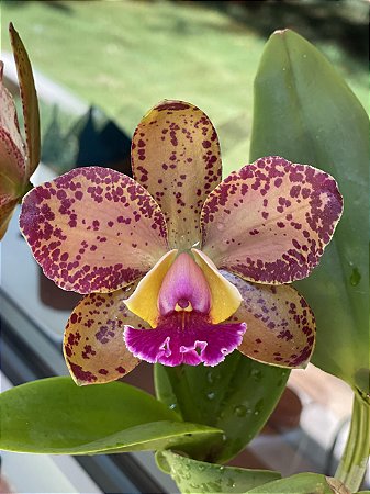 Blc. Durigan Aphrodite 5 - Espata Floral